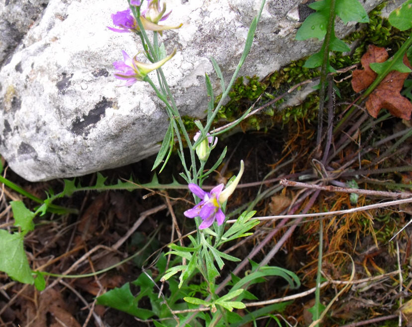 Delphinium emarginatum ?